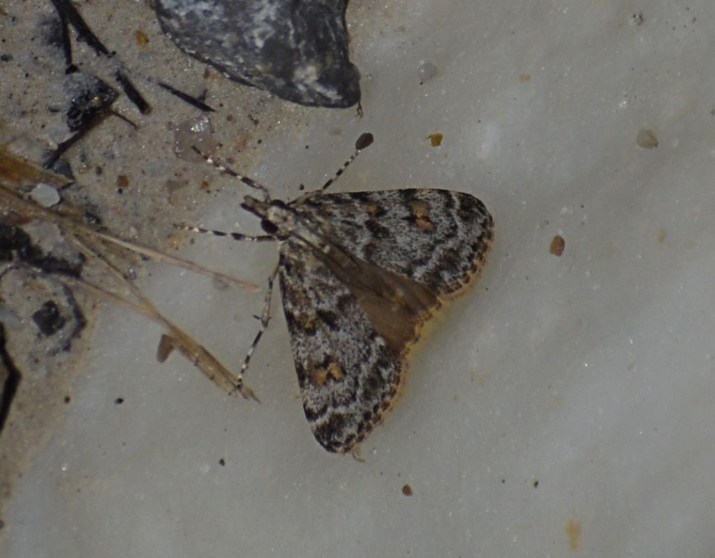 Scoparia pyralella (Crambidae)